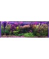 1 meter waterdichte aluminiumprofiel voor groei - 24V, 19,5W LED, 3:1 rood/blauwe verdeling, IP65, met stekker