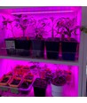 1 meter waterdichte aluminiumprofiel voor groei - 24V, 19,5W LED, 3:1 rood/blauwe verdeling, IP65, met stekker