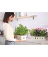 LEDlife hydroponische plantenbak - Wit, incl. groeilamp, 20 plaatsen, 4x2L watertank