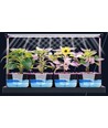 LEDlife hydroponische plantenbak - Wit, incl. groeilamp, 20 plaatsen, 4x2L watertank