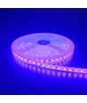 5m 10W/m Paarse LED-strip - 24V DC, IP65, 120 LED's per meter