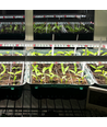 LEDlife Pro-Grow 2.0 groeilamp - 30 cm, 4W LED, volledig spectrum, IP65