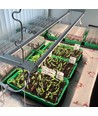 LEDlife Pro-Grow 2.0 groeiset - 2 x 120 cm, 36W LED, volledig spectrum