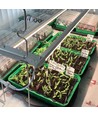 LEDlife Max-Grow 2.0 kweekset - 2 x 120 cm, 60W LED, volspectrum