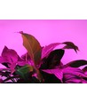 5 m waterdichte groeiledstrip - 230V, IP67, 180 LED, 10W per meter